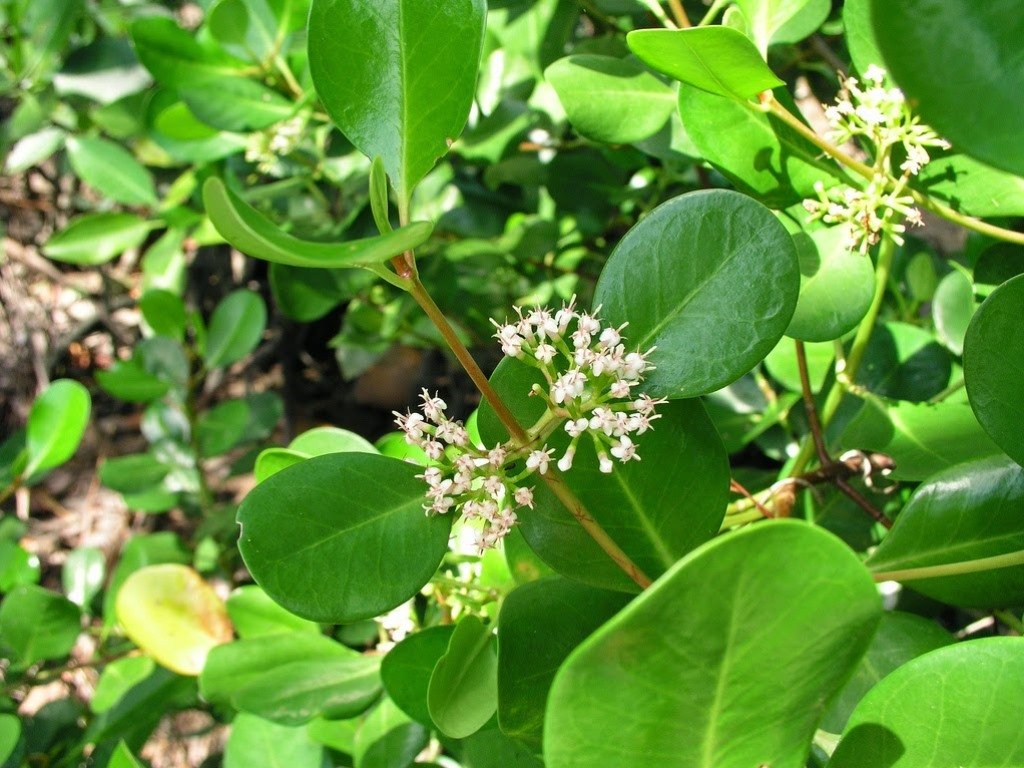 Scyphiphora hydrophyllacea.